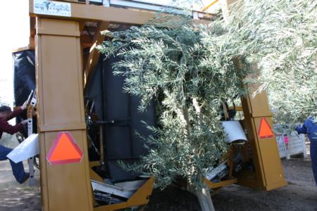 Ag-Right over-the-row harvester in olive orchard: Harvest of tree is complete